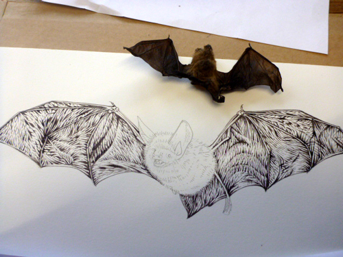 500x375 Bat Sketches, Drawing , Bat Sketch Art Journal, How To Draw Bats