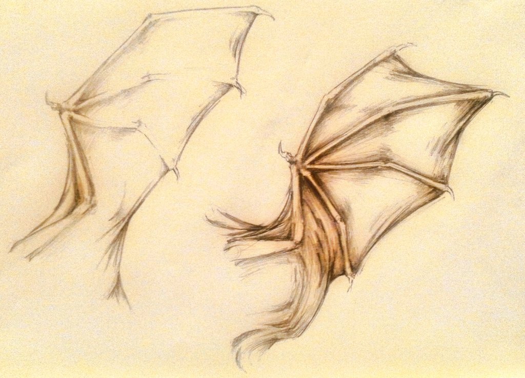 1024x738 Sketch] Bat Wings 1 By Eothnoguy