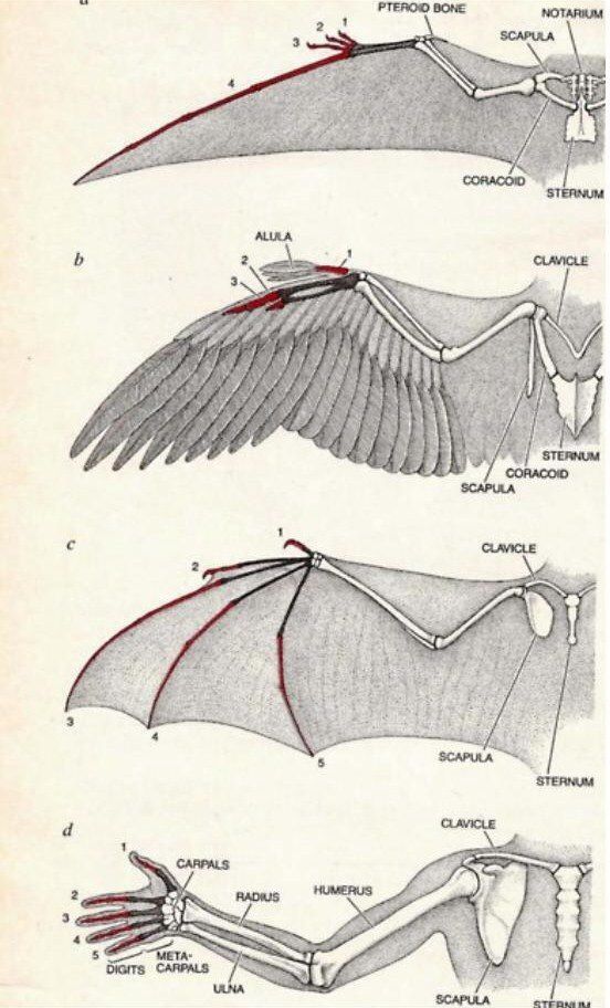 552x912 Bird And Bat Wings Drawing Tips Bat Wings, Anatomy