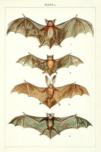 400x600 Bat Illustration Thinking Tattoos Bats