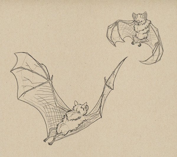 600x531 How To Draw Bats Done Well You Know My Name Is Simon