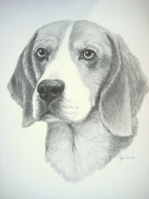 Beagle Dog Drawing at GetDrawings | Free download