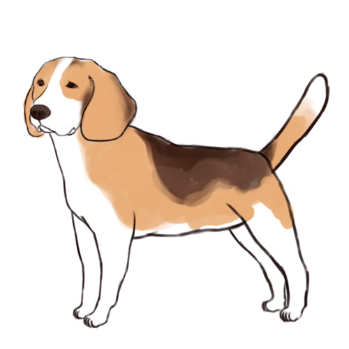 500x500 How To Draw A Beagle. Canvas Inspiration. Beagle