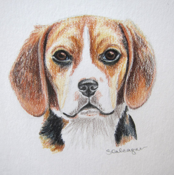 570x572 Original Dog Art Beagle Drawing Colored Pencil By Clarityartdesign