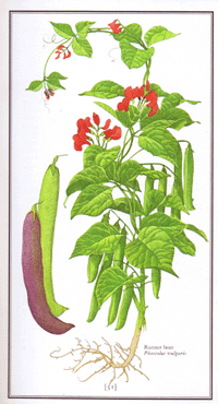 200x370 Sacred Earth