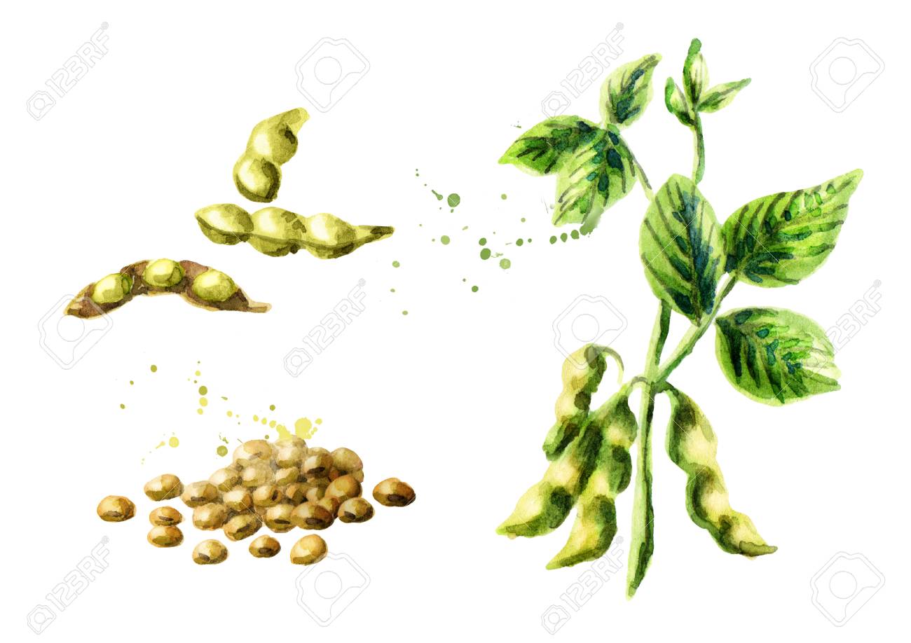 1300x918 Soybean Plant With Leaves, Pods And Beans Set. Watercolor Hand