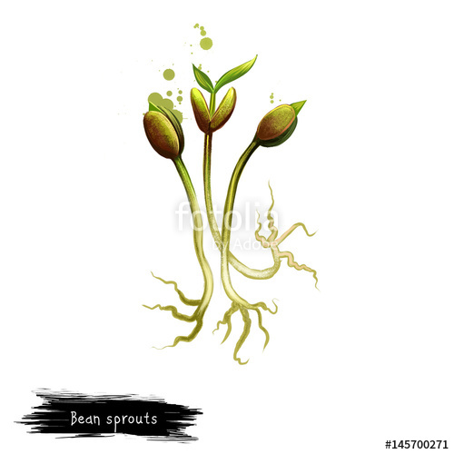 500x500 Bean Sprouts Isolated On White Background. Digital Art