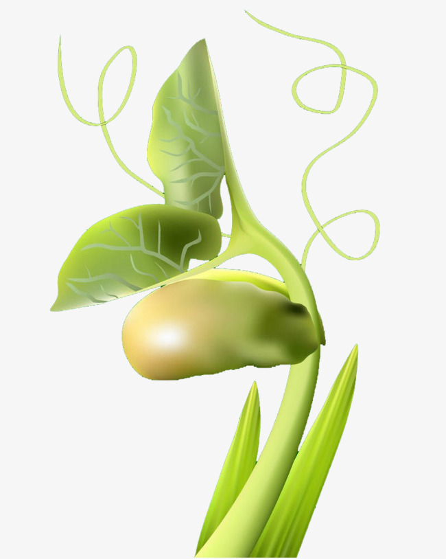 650x814 Hand Painted Vector Sprouts, Bean Sprouts, Vegetables, Green Bean