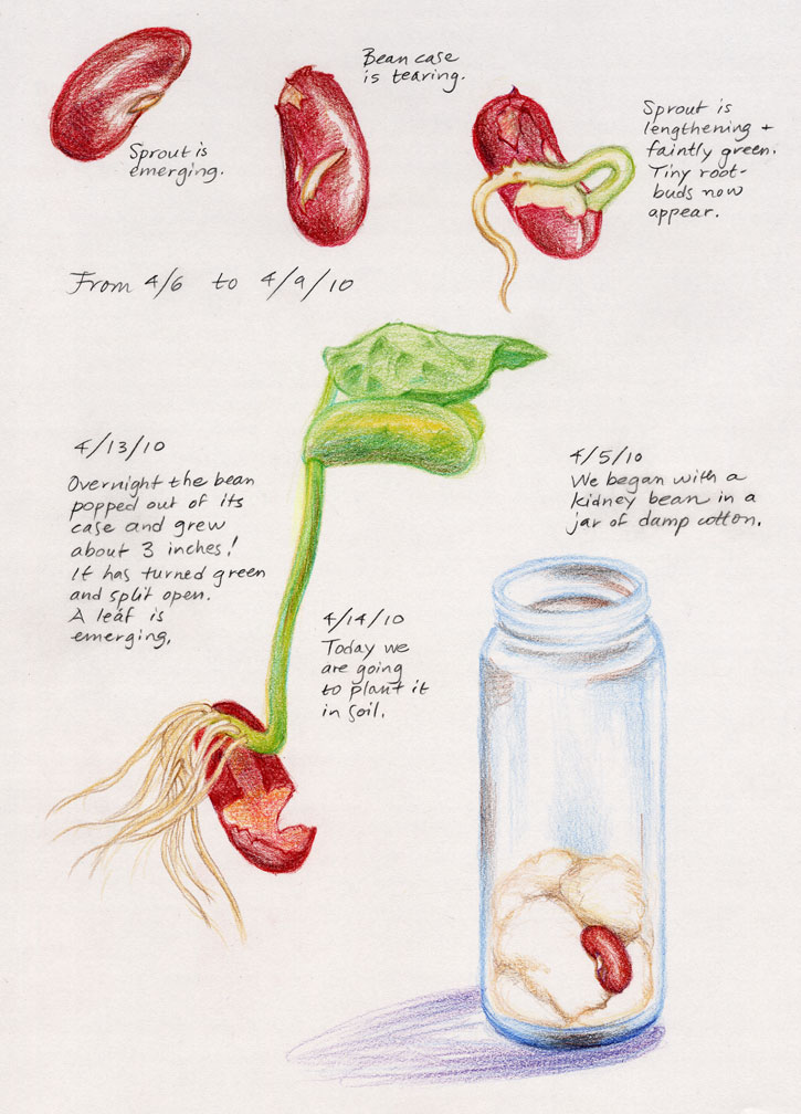 725x1008 Waldorf ~ 5th Grade ~ Botany ~ Bean Sprout Project ~ Main Lesson