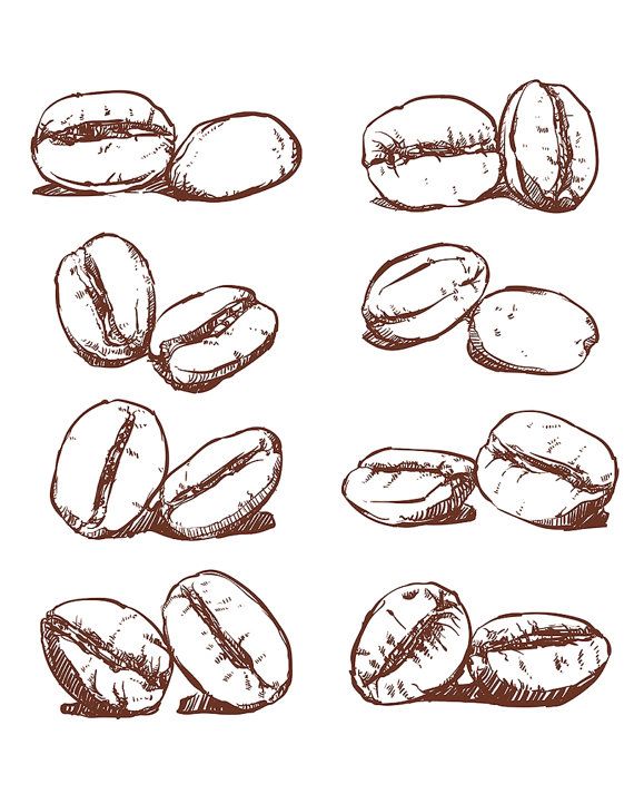 570x713 80% Off Sale Coffee Bean Hand Drawn Vector, Sketch Of Coffee Beans