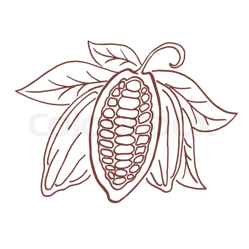 800x800 Hand Drawing Isolated Cocoa Beans. Vector Illustration Stock