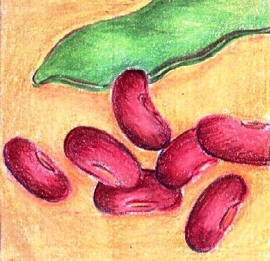 385x372 Red Kidney Beans Drawing By Judith Correa