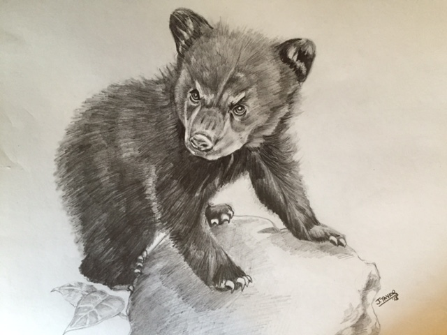 640x480 Bear Cub Sketch By Noahstormcrow