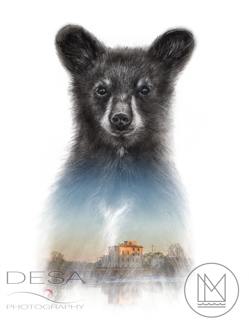 800x1068 Black Bear Cub