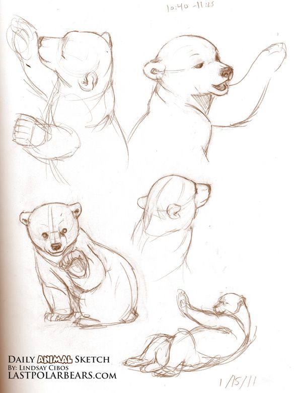 586x781 The Last Of The Polar Bears