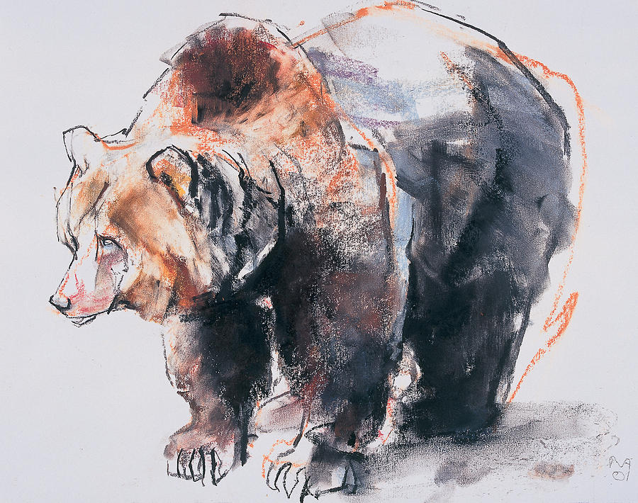 900x710 European Brown Bear Drawing By Mark Adlington
