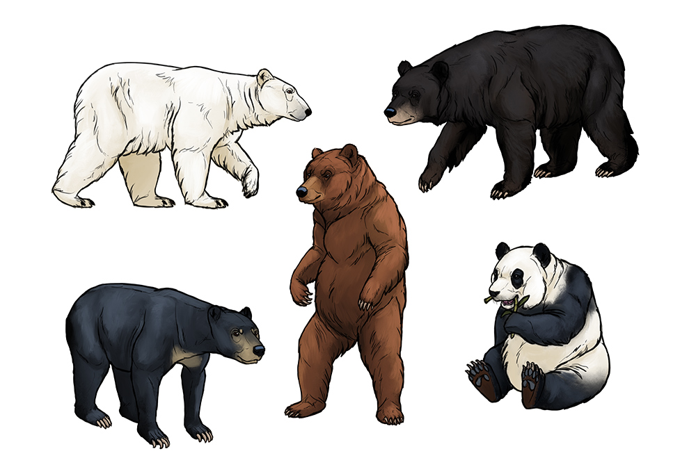1000x682 How To Draw Bears Big, Fluffy Amp Clumsy