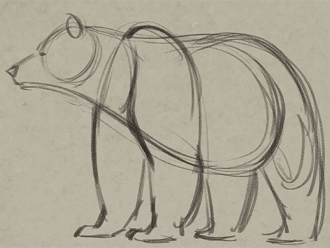 650x488 Learn How To Draw A Bear From A Pro Boys' Life Magazine