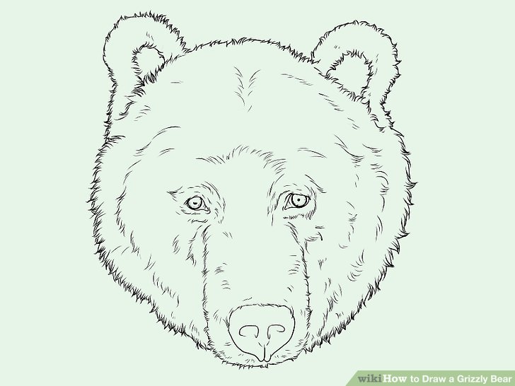 728x546 How To Draw A Grizzly Bear Face How To Draw A Grizzly Bear