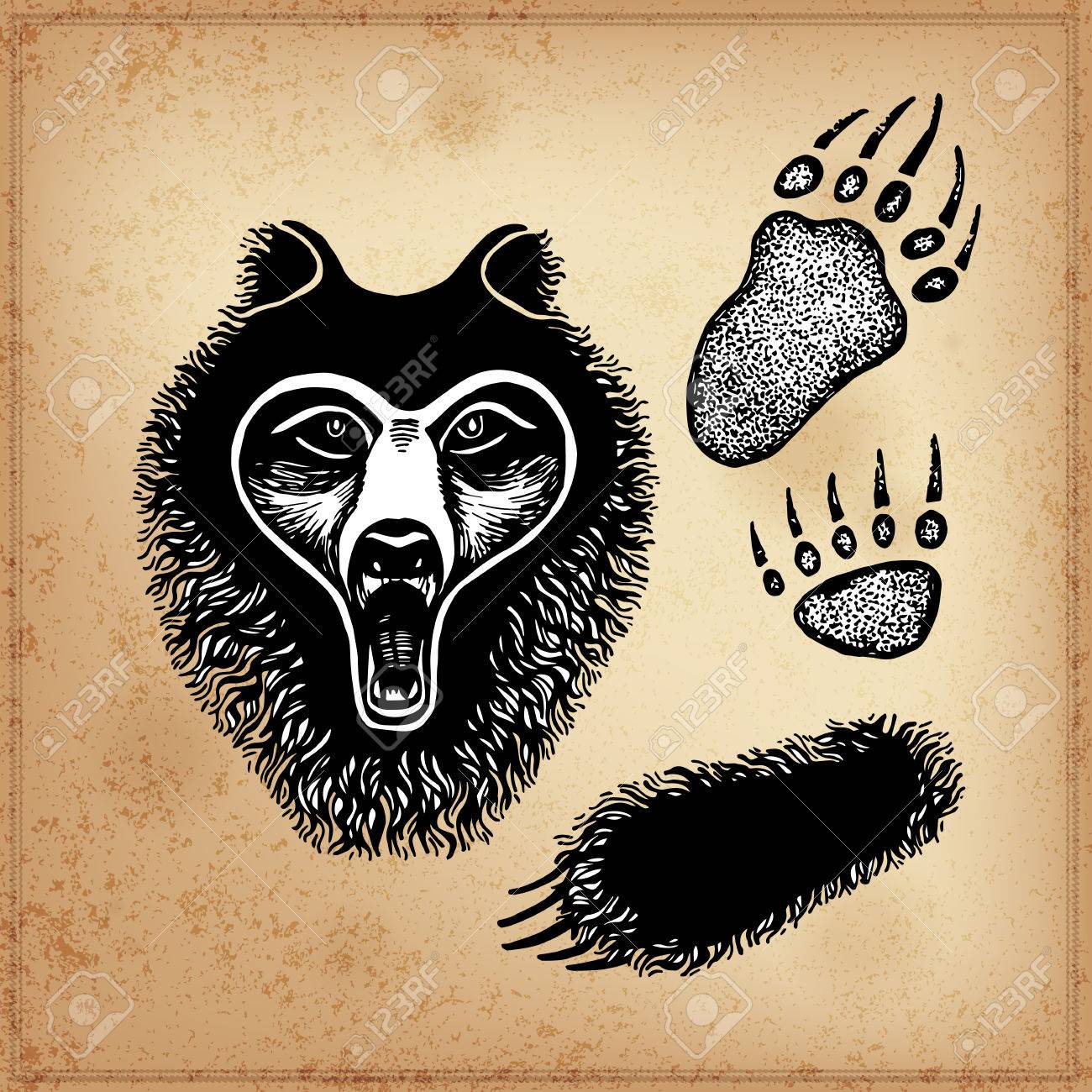 1300x1300 Set Of Hand Drawing Ink Black And White Bear Face, Paw, Footprint