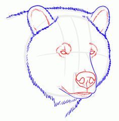236x240 How To Draw Grizzly Bears