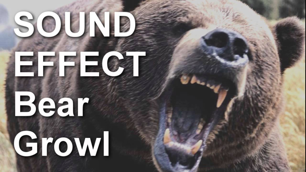 1280x720 Scary Bear Growling Sound Effect