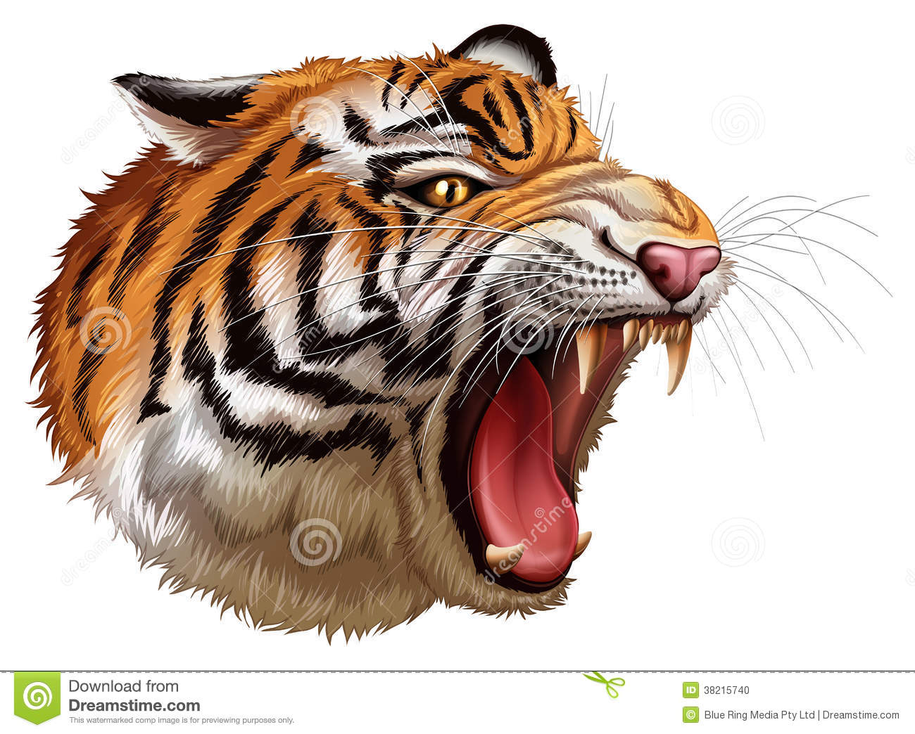 1300x1044 Tiger Head Growling Drawing