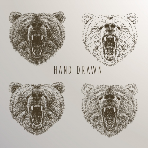 626x626 Bear's Head Hand Drawn Collection Vector Free Download