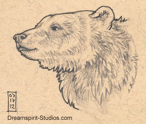 494x420 Bear Head Sketch By Dreamspirit