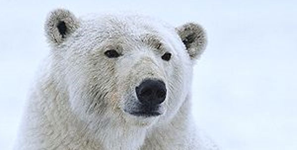 600x303 For Polar Bears, The Price Of Rapid Evolution Is A Weaker Skull
