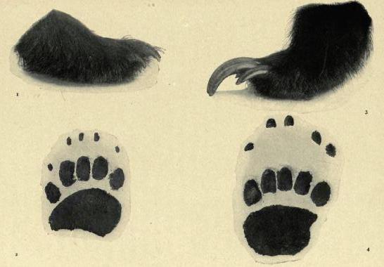 546x380 Filebear Paws.jpg