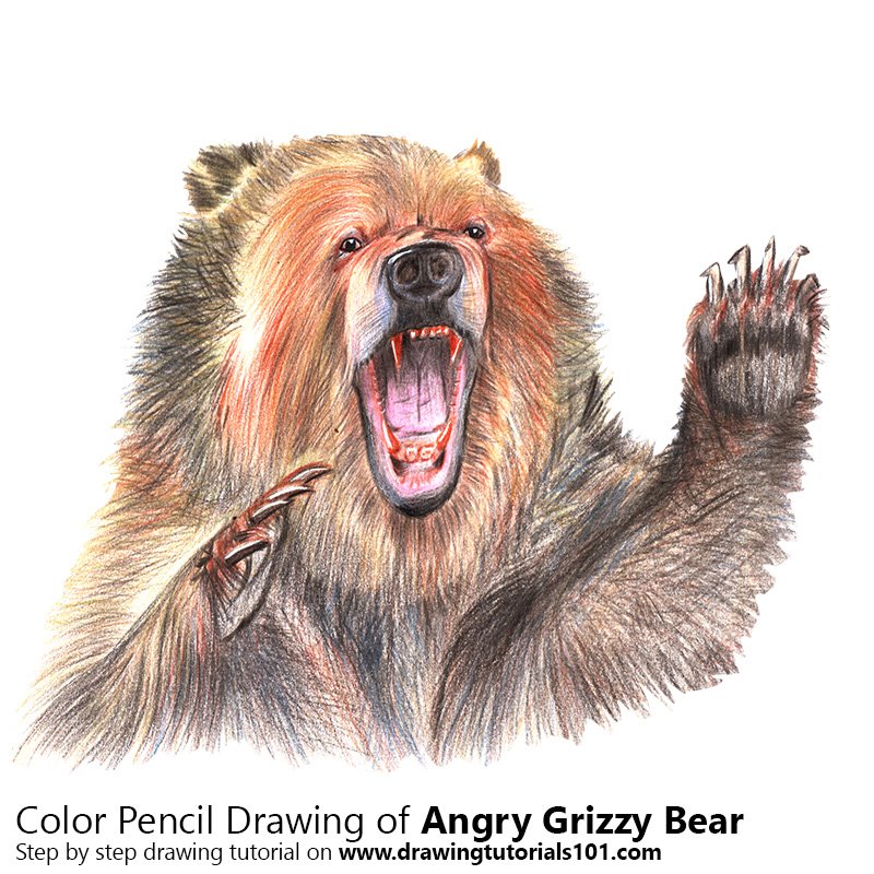 800x800 Angry Grizzly Bear Colored Pencils