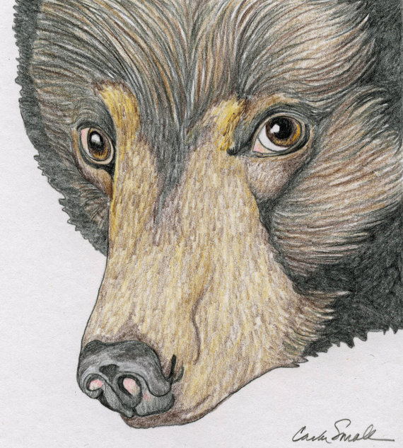 570x633 Black Bear Original Pencil Drawing Wildlife By Carlascreatures