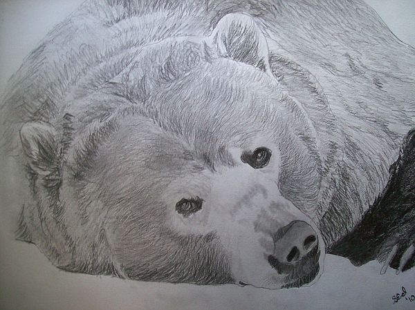 600x449 Grizzly Bear Original Pencil Sketch By Pigatopia Drawing By
