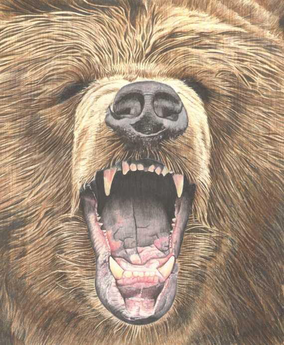 570x692 Growling Grizzly Bear Colored Pencil Drawing Illustrated By