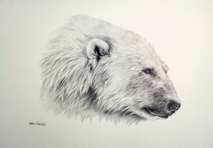 688x479 Pencil Drawings Of Polar Bears Details About Polar Bear Sarah