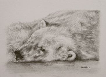 364x267 Pencil Drawings Of Polar Bears Polar Bear Drawings