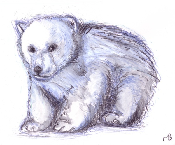 600x497 Polar Bear Cub Watercolour Pencil Drawing. Animal Drawings