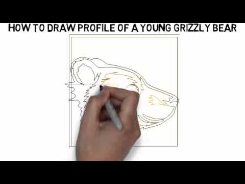 480x360 How To Draw Profile Of A Young Grizzly Bear Quickly And Easily