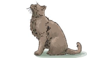 300x200 How To Draw A Bear Face