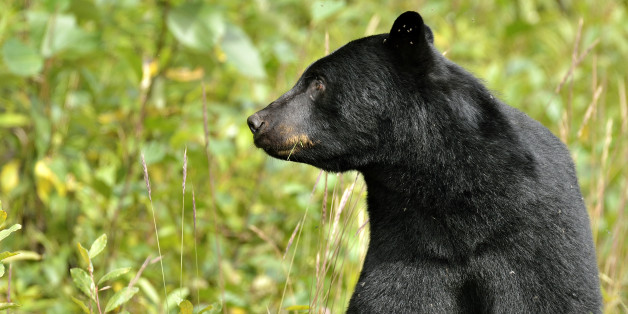 628x314 Michigan Black Bear Shot By Dnr Isn'T Same Animal That Attacked 12