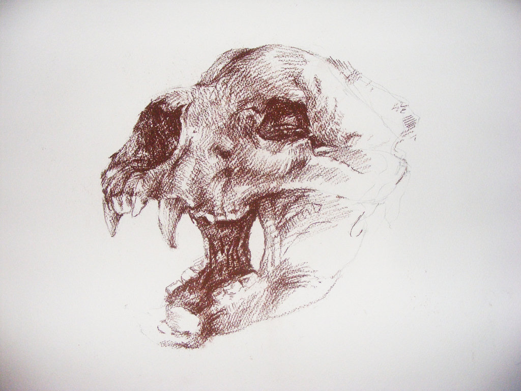 1024x768 Bear Skull By Werrs