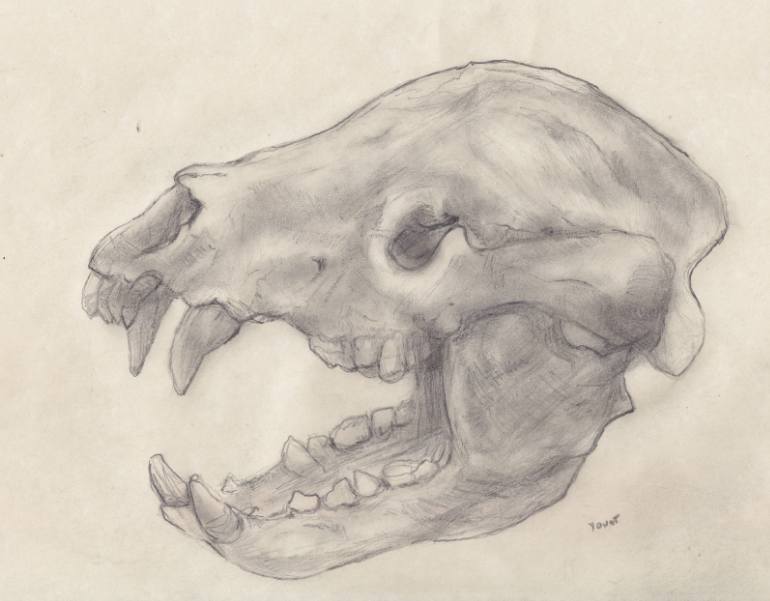 770x601 Saatchi Art Bear Dog Skull Drawing By Jeffrey Yount