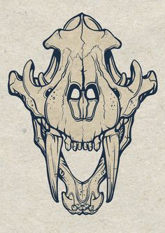 Bear Skull Drawing at GetDrawings | Free download