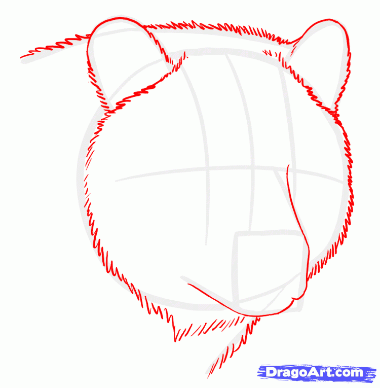 750x765 How To Draw Grizzly Bears Step 2 Craft Ideas Bears