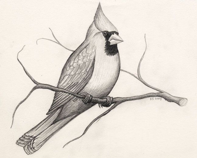 648x521 40 Beautiful Bird Drawings And Art Works For Your Inspiration