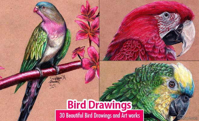 660x400 40 Beautiful Bird Drawings And Art Works For Your Inspiration