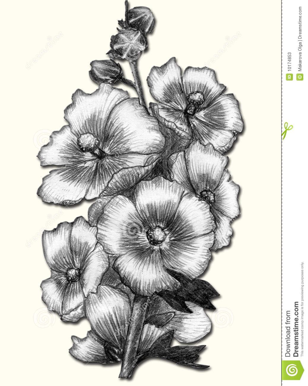 1038x1300 Image Of Pencil Drawing Beautiful Flower