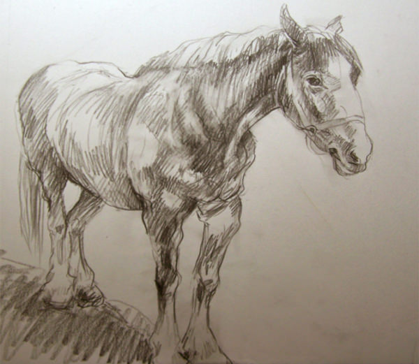 600x521 Beautiful Horse Drawing For You Horses Horse Drawn
