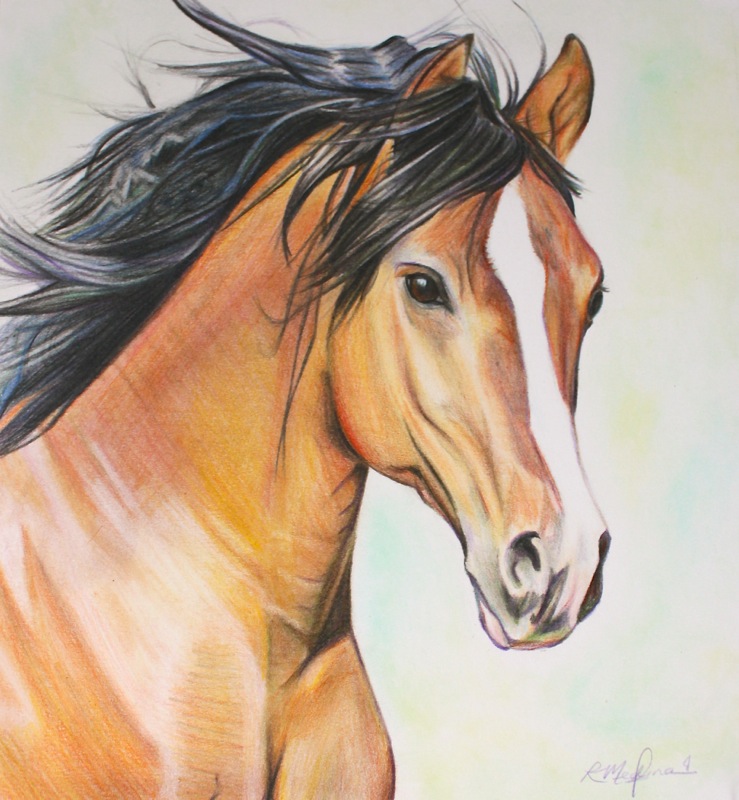 739x800 Beautiful Horse By Rachelrie